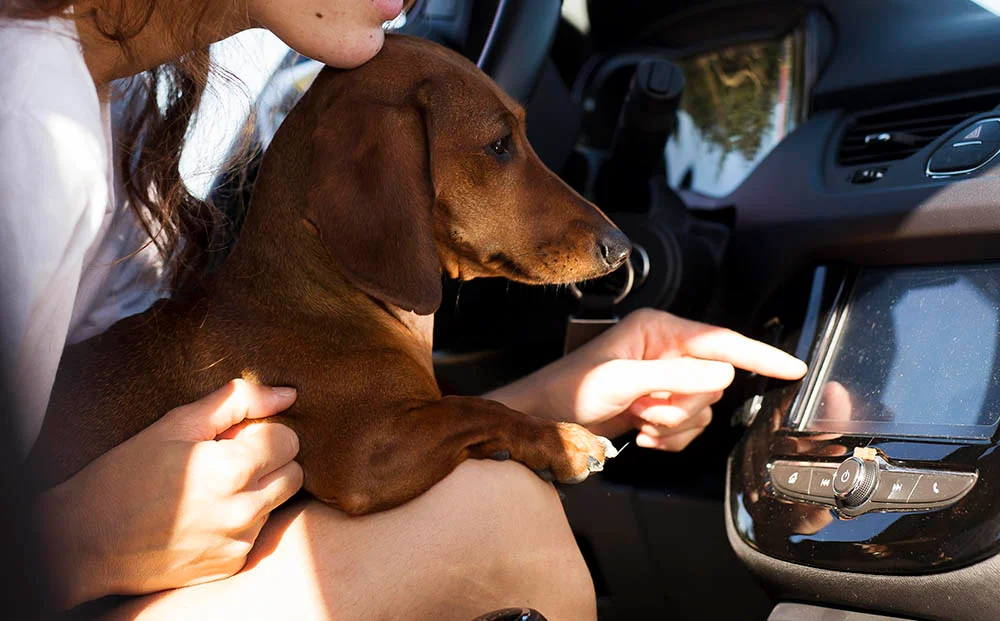 Luxury Dog Carrier for Car