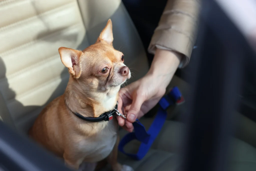 Designer Pet Car Seat Carrier